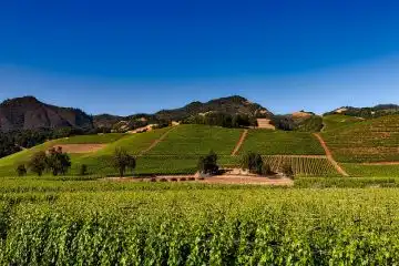 wine and beauty in Napa Valley United States